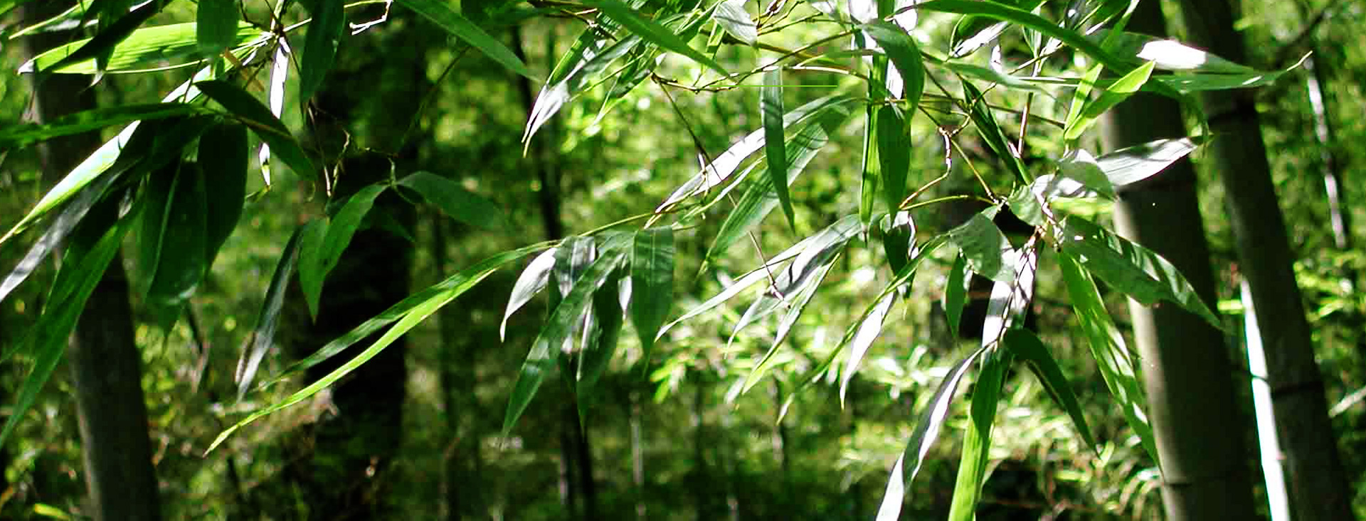 發(fā)現(xiàn)和恩竹刨切板，竹多層板，竹家具板，竹集成材及更多